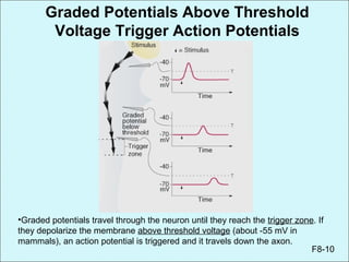 •Graded potentials travel through the neuron until they reach the trigger zone. If
they depolarize the membrane above threshold voltage (about -55 mV in
mammals), an action potential is triggered and it travels down the axon.
F8-10
Graded Potentials Above Threshold
Voltage Trigger Action Potentials
 