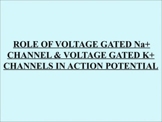 ROLE OF VOLTAGE GATED Na+
CHANNEL & VOLTAGE GATED K+
CHANNELS IN ACTION POTENTIAL
 