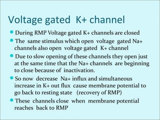 Voltage gated K+ channel
During RMP Voltage gated K+ channels are closed
The same stimulus which open voltage gated Na+
channels also open voltage gated K+ channel
Due to slow opening of these channels they open just
at the same time that the Na+ channels are beginning
to close because of inactivation.
So now decrease Na+ influx and simultaneous
increase in K+ out flux cause membrane potential to
go back to resting state (recovery of RMP)
These channels close when membrane potential
reaches back to RMP
 