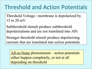 Threshold and Action Potentials
Threshold Voltage– membrane is depolarized by
15 to 20 mV
Subthreshold stimuli produce subthreshold
depolarizations and are not translated into APs
Stronger threshold stimuli produce depolarizing
currents that are translated into action potentials
All-or-None phenomenon – action potentials
either happen completely, or not at all
depending on threshold
 