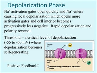 Depolarization Phase
Na+
activation gates open quickly and Na+
enters
causing local depolarization which opens more
activation gates and cell interior becomes
progressively less negative. Rapid depolarization and
polarity reversal.
Threshold – a critical level of depolarization
(-55 to -60 mV) where
depolarization becomes
self-generating
Positive Feedback?
 