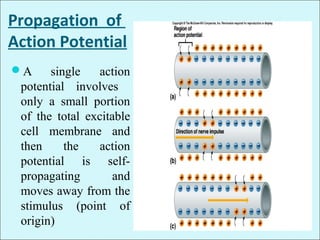 Propagation of
Action Potential
A single action
potential involves
only a small portion
of the total excitable
cell membrane and
then the action
potential is self-
propagating and
moves away from the
stimulus (point of
origin)
 