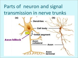 Parts of neuron and signal
transmission in nerve trunks
 