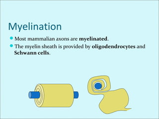 Myelination
Most mammalian axons are myelinated.
The myelin sheath is provided by oligodendrocytes and
Schwann cells.
 