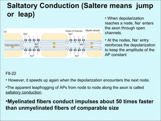 Saltatory Conduction (Saltere means jump
or leap) • When depolarization
reaches a node, Na+
enters
the axon through open
channels.
• At the nodes, Na+
entry
reinforces the depolarization
to keep the amplitude of the
AP constant
• However, it speeds up again when the depolarization encounters the next node.
•The apparent leapfrogging of APs from node to node along the axon is called
saltatory conduction.
•Myelinated fibers conduct impulses about 50 times faster
than unmyelinated fibers of comparable size
F8-22
 