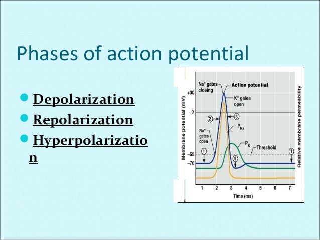 Membrane potential + action potential