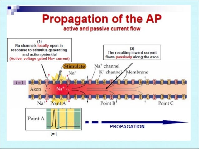 Membrane potential + action potential
