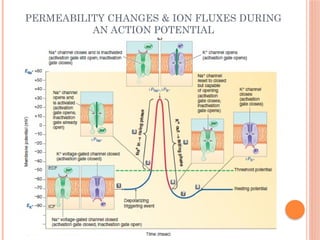 Membrane Potential & Action Potential present.pptx