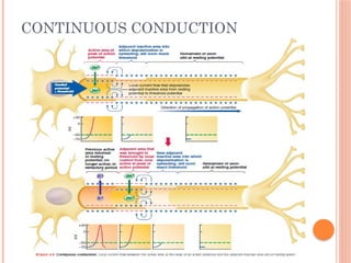 Membrane Potential & Action Potential present.pptx