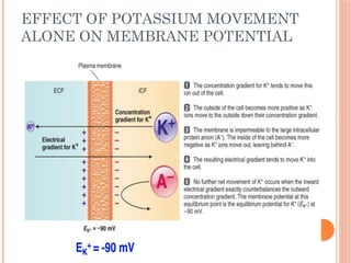 Present Potential Form Membrane Potential & Action Potential present.pptx