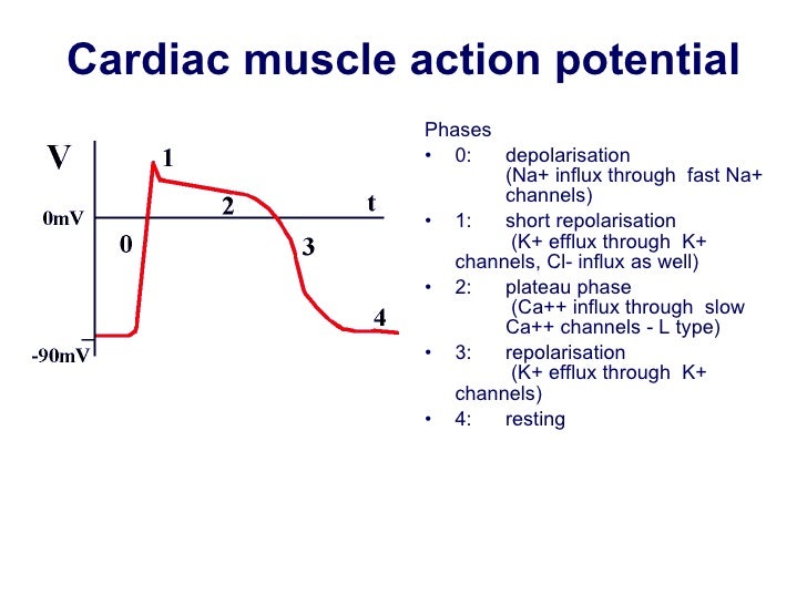 Membrane Potentials