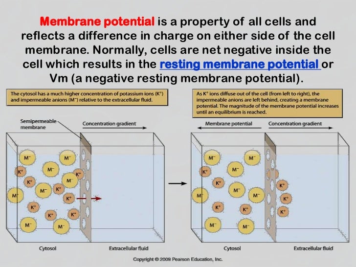 Membrane potentials