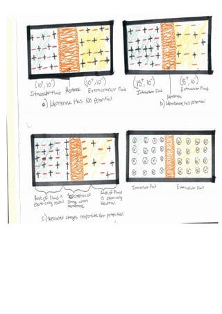 Membrane potentials | PDF
