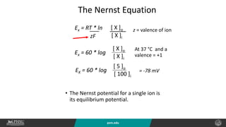 psm.edu
Ex = RT * ln [ X ]o
[ X ]i
___
zF
Ex = 60 * log
[ X ]o
[ X ]i
EK = 60 * log
[ 5 ]o
[ 100 ]i
At 37 °C and a
valence = +1
= -78 mV
The Nernst Equation
• The Nernst potential for a single ion is
its equilibrium potential.
z = valence of ion
 