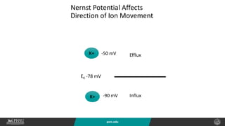 psm.edu
Nernst Potential Affects
Direction of Ion Movement
EK -78 mV
-50 mV
-90 mV
K+
K+ Influx
Efflux
 