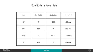 psm.edu
Ion Out (mM) In (mM) Eion 37 C
K+ 5 100 -78 mV
Na+ 150 15 +60 mV
Ca2+ 2 0.0002 +120 mV
Cl- 150 13 -64 mV
Equilibrium Potentials
 