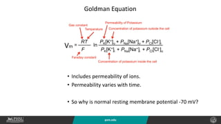 psm.edu
• Includes permeability of ions.
• Permeability varies with time.
• So why is normal resting membrane potential -70 mV?
Goldman Equation
Vm
 