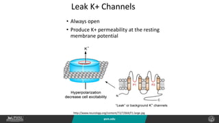 psm.edu
Leak K+ Channels
• Always open
• Produce K+ permeability at the resting
membrane potential
http://www.neurology.org/content/72/7/664/F1.large.jpg
 