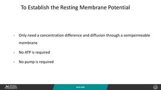 psm.edu
To Establish the Resting Membrane Potential
- Only need a concentration difference and diffusion through a semipermeable
membrane
- No ATP is required
- No pump is required
 