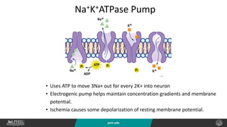 psm.edu
Na+K+ATPase Pump
• Uses ATP to move 3Na+ out for every 2K+ into neuron
• Electrogenic pump helps maintain concentration gradients and membrane
potential.
• Ischemia causes some depolarization of resting membrane potential.
 