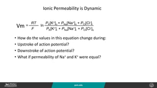 psm.edu
• How do the values in this equation change during:
• Upstroke of action potential?
• Downstroke of action potential?
• What if permeability of Na+ and K+ were equal?
Ionic Permeability is Dynamic
Vm
 