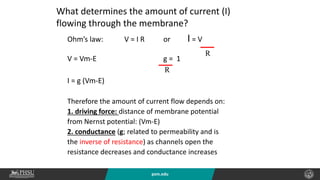 psm.edu
Ohm’s law: V = I R or I = V
V = Vm-E g = 1
I = g (Vm-E)
Therefore the amount of current flow depends on:
1. driving force: distance of membrane potential
from Nernst potential: (Vm-E)
2. conductance (g; related to permeability and is
the inverse of resistance) as channels open the
resistance decreases and conductance increases
What determines the amount of current (I)
flowing through the membrane?
R
R
 