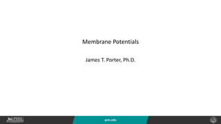 psm.edu
Membrane Potentials
James T. Porter, Ph.D.
 