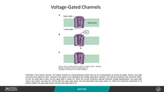psm.edu
Schematic of the sodium channel. The sodium channel is a transmembrane protein that can be conceptualized as having two gates. Sodium ions pass
only when both gates are open. Opening of the gates is time dependent and voltage dependent; therefore, the channel possesses three functional states.
At rest, the lower gate is open, but the upper gate is closed (A). When the muscle membrane reaches threshold voltage depolarization, the upper gate
opens, and sodium can pass (B). Shortly after the upper gate opens, the time-dependent lower gate closes (C). When the membrane repolarizes to its
resting voltage, the upper gate closes, and the lower gate opens (A).
Voltage-Gated Channels
 