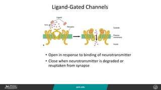 psm.edu
Ligand-Gated Channels
• Open in response to binding of neurotransmitter
• Close when neurotransmitter is degraded or
reuptaken from synapse
 