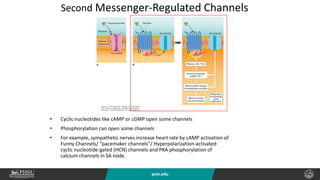 psm.edu
Second Messenger-Regulated Channels
• Cyclic nucleotides like cAMP or cGMP open some channels
• Phosphorylation can open some channels
• For example, sympathetic nerves increase heart rate by cAMP activation of
Funny Channels/ “pacemaker channels”/ Hyperpolarization-activated
cyclic nucleotide-gated (HCN) channels and PKA phosphorylation of
calcium channels in SA node.
 