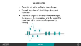 psm.edu
• Capacitance is the ability to store charge.
• The cell membrane’s lipid bilayer is a great
capacitor.
• The closer together are the different charges,
the stronger the interaction and the larger the
capacitance (i.e. the more charges can be
stored).
Capacitance
+
-
+
-
+
 