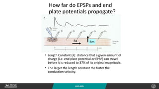 psm.edu
How far do EPSPs and end
plate potentials propogate?
• Length Constant (λ): distance that a given amount of
charge (i.e. end plate potential or EPSP) can travel
before it is reduced to 37% of its original magnitude.
• The larger the length constant the faster the
conduction velocity.
Ra Rm
 