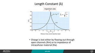 psm.edu
Length Constant (λ)
• Charge is lost either by flowing out through
open channels (Rm) or to impedance of
intracellular material (Ra).
Injection site
 