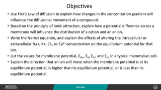 psm.edu
• Use Fick’s Law of diffusion to explain how changes in the concentration gradient will
influence the diffusional movement of a compound.
• Based on the principle of ionic attraction, explain how a potential difference across a
membrane will influence the distribution of a cation and an anion.
• Write the Nernst equation, and explain the effects of altering the intracellular or
extracellular Na+, K+, Cl-, or Ca2+ concentration on the equilibrium potential for that
ion.
• List the values for membrane potential, ENa, EK, ECl, and ECa in a typical mammalian cell.
• Explain the direction that an ion will move when the membrane potential is at its
equilibrium potential, is higher than its equilibrium potential, or is less than its
equilibrium potential.
Objectives
 