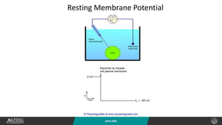 psm.edu
Resting Membrane Potential
 