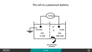 psm.edu
Voltage
KCL
5 mM
KCL
100 mM
Semi-permeable
membrane
K+
The cell as a potassium battery
Cl-
Inside
Outside
 