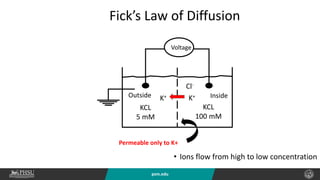 psm.edu
Voltage
KCL
5 mM
KCL
100 mM
Permeable only to K+
K+
Cl-
K+
Fick’s Law of Diffusion
• Ions flow from high to low concentration
Inside
Outside
 