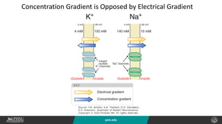psm.edu
Concentration Gradient is Opposed by Electrical Gradient
 
