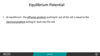 psm.edu
Equilibrium Potential
• At equilibrium: the diffusion gradient pushing K+ out of the cell is equal to the
electrical gradient pulling K+ back into the cell.
 