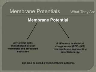 Membrane Potential
Any animal cell’s
phospholipid bi-layer
membrane and associated
structures
A difference in electrical
charge across (ECF – ICF)
this membrane, representing
potential energy.
Can also be called a transmembrane potential.
 