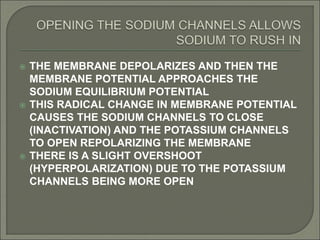  THE MEMBRANE DEPOLARIZES AND THEN THE
MEMBRANE POTENTIAL APPROACHES THE
SODIUM EQUILIBRIUM POTENTIAL
 THIS RADICAL CHANGE IN MEMBRANE POTENTIAL
CAUSES THE SODIUM CHANNELS TO CLOSE
(INACTIVATION) AND THE POTASSIUM CHANNELS
TO OPEN REPOLARIZING THE MEMBRANE
 THERE IS A SLIGHT OVERSHOOT
(HYPERPOLARIZATION) DUE TO THE POTASSIUM
CHANNELS BEING MORE OPEN
 