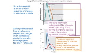 An action potential
is an “all-or-none”
sequence of changes
in membrane potential.
Action potentials result
from an all-or-none
sequence of changes
in ion permeability
due to the operation
of voltage-gated
Na+
and K +
channels.
The rapid opening of
voltage-gated Na+
channels
allows rapid entry of Na+
,
moving membrane potential
closer to the sodium
equilibrium potential (+60 mv)
The slower opening of
voltage-gated K+
channels
allows K+
exit,
moving membrane potential
closer to the potassium
equilibrium potential (-90 mv)
 