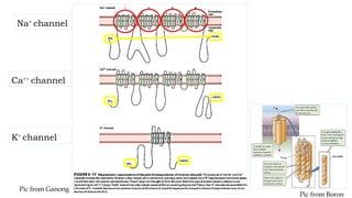 Cell Membrane Proteins (Physiology).pptx