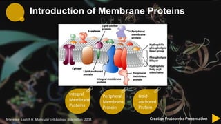 Membrane protein identification by shotgun proteomics | PPTX