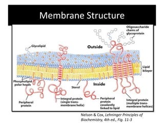 Membrane proteins | PPTX