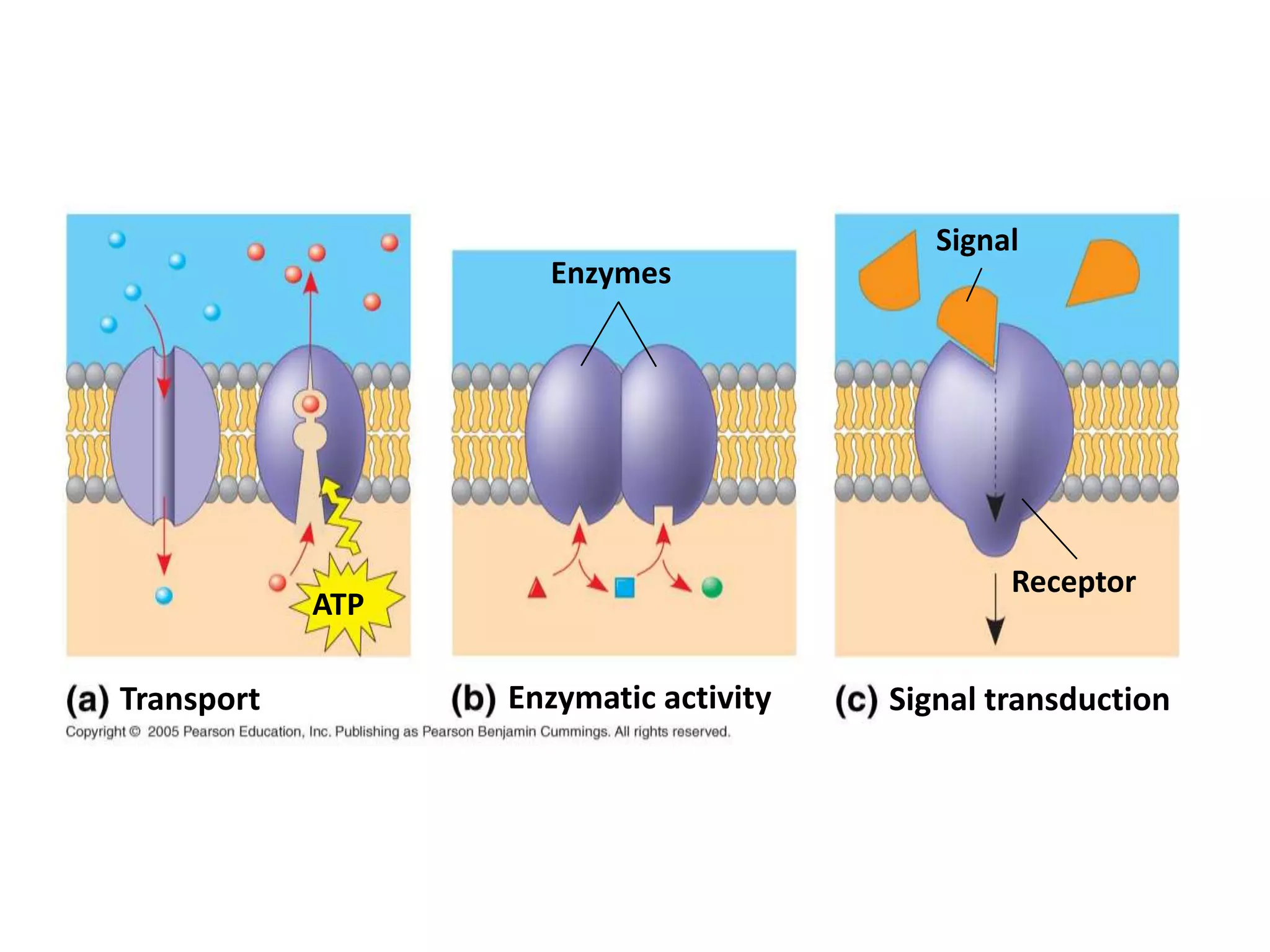 Membrane proteins