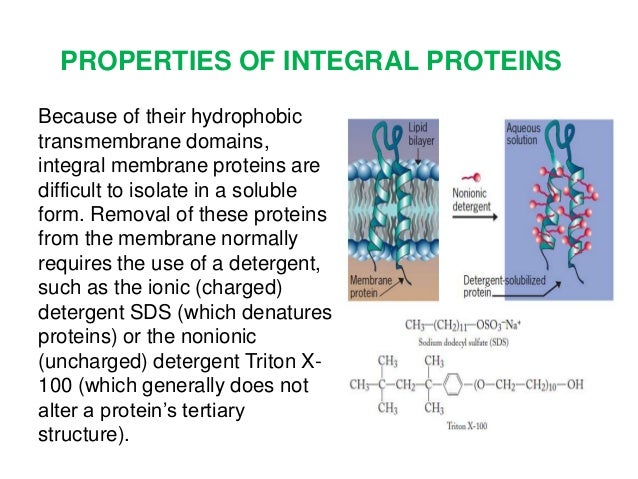 protein scaffold meaning protein scaffold meaning