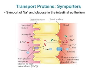 Membrane proteins | PPTX