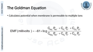 The Goldman Equation
• Calculates potential when membrane is permeable to multiple ions
 