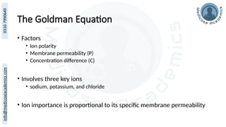 The Goldman Equation
• Factors
• Ion polarity
• Membrane permeability (P)
• Concentration difference (C)
• Involves three key ions
• sodium, potassium, and chloride
• Ion importance is proportional to its specific membrane permeability
 